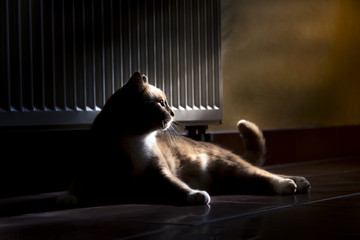 Naklejka na ściany i meble Ginger Cat relaxing on home floor