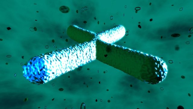 Trip from telomeres at each end of a chromatid, to DNA atoms