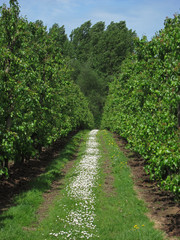 Fototapeta na wymiar A walk between the apple trees