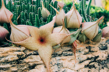 Cactus Stapelia gigantea