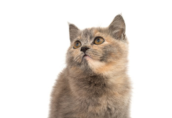 Naklejka na ściany i meble gray kitten