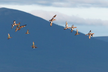 Anas penelope, Eurasian Wigeon.