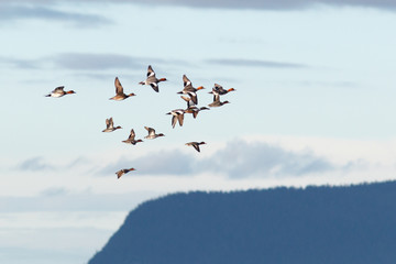 Anas penelope, Eurasian Wigeon.
