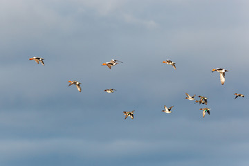 Anas penelope, Eurasian Wigeon.