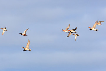 Anas clypeata, Northern Shoveler.