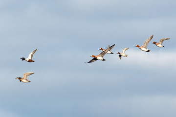 Anas penelope, Eurasian Wigeon.