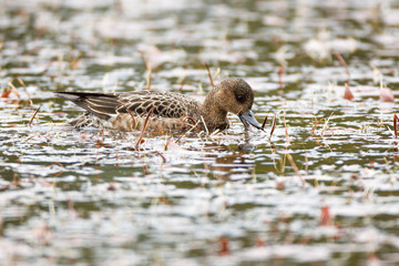 Anas penelope, Eurasian Wigeon.