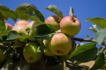 Apfelbaum mit Äpfeln