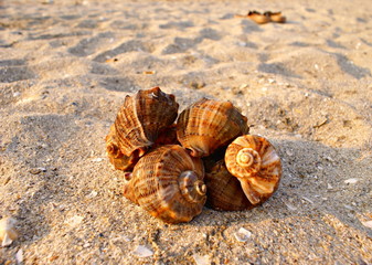 Sea shells on the sand. Vacation concept.
