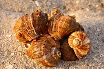 Sea shells on the sand. Vacation concept.