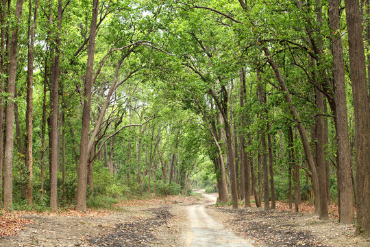 A way through the dense forest of Jim Corbett