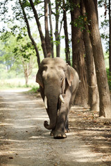 Fototapeta premium Huge tusker moving on the roads of Jim Corbett