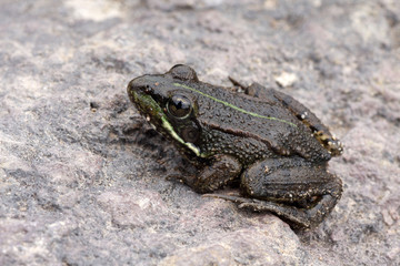 Iberian Water Frog - Pelophylax perezi
