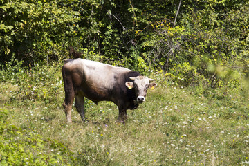 Powerful Bull in a Field