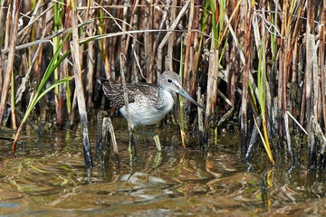 Common Greenshank (Tringa nebularia)