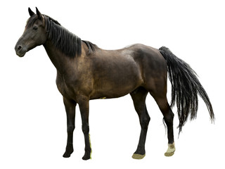 Obraz na płótnie Canvas Majestic Stallion Horse Isolated
