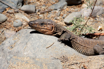 Gran Canaria Lizard - Gallotia stehlins
