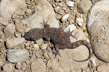 Boettger's Wall Gecho - Tarantola boettgen