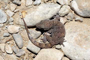 Boettger's Wall Gecho - Tarantola boettgen