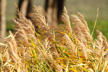 vegetazione foce fiume serchio toscana