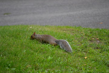 Ecureuil dans l'herbe