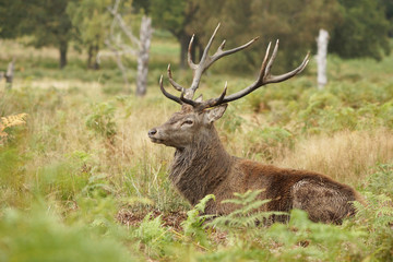 Red Deer, Deer, Cervus elaphus