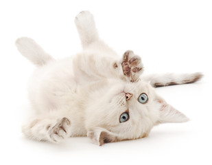 Fototapeta premium Kitten on a white background