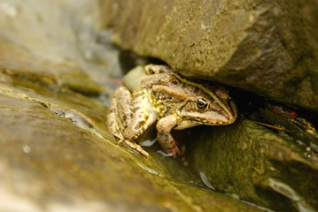 Frog isolated through the stones