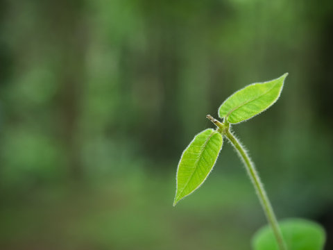Young sprout on green background