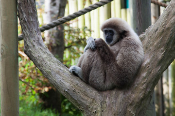 Lar Gibbon