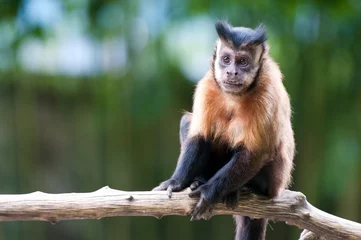 Crédence de cuisine en verre imprimé Singe Libre d& 39 un singe capucin assis sur une branche