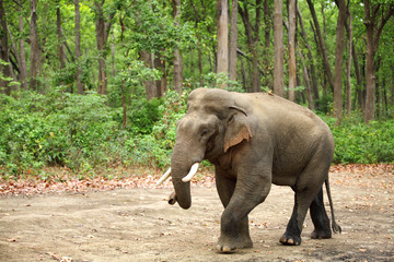 A massive tusker in musth