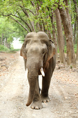 Fototapeta premium Closeup of the massive tusker