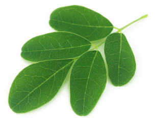 Obraz premium Moringa leaves