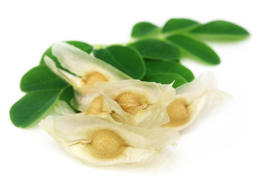 Moringa Leaves With Seed