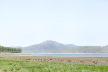 cheetal deer in the grassland of Dhikala © Dr Ajay Kumar Singh