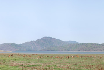 Beautiful landscape of Dhikala with deer in the grassland © Dr Ajay Kumar Singh