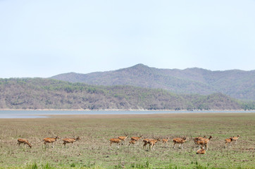 Beautiful Spotted deer in the grassland of Dhikala