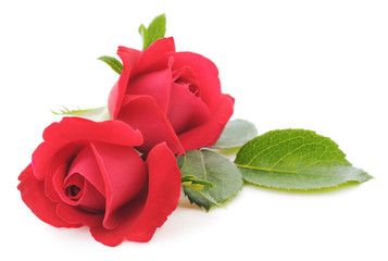 Red Roses