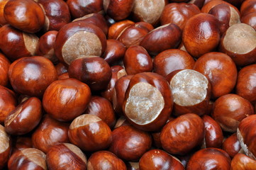Fruits of chestnut as background