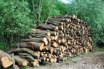 tas de bois de chauffage