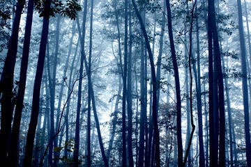 spooky foggy mystic dark forest