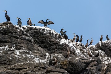 Cormorants birds on rock