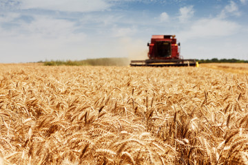 Wheat harvest