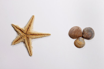 Fototapeta na wymiar Estrella de mar y conchas