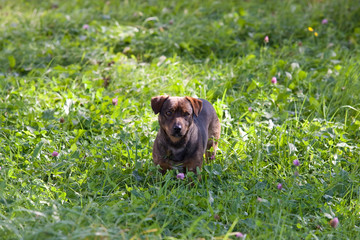 Cute dog in garden