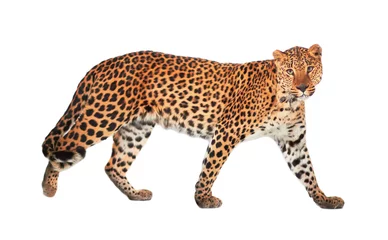 Abwaschbare Fototapete Leopard © krasyuk