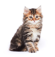 Fototapeta premium Little Kitten