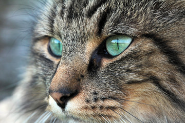 Norwegische Waldkatze