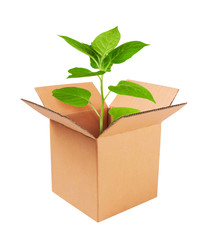 Growing green plant in a box